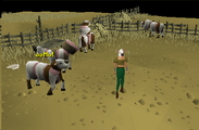 The reassembled cows, along with a player wearing the cow mask